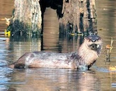 River Otter Gladstone IL